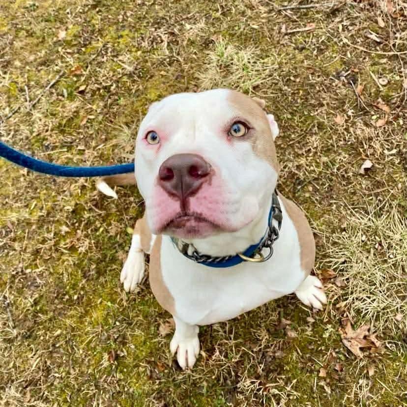 Malachi, a ADOPTABLE Pit Bull Terrier in Essex, MD image 3/6