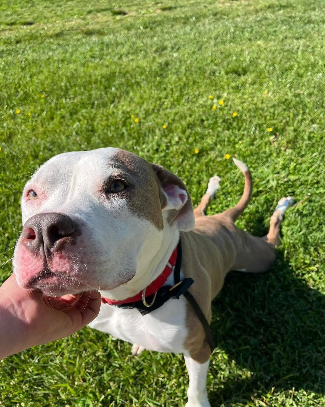 Malachi, a ADOPTABLE Pit Bull Terrier in Essex, MD image 5/6
