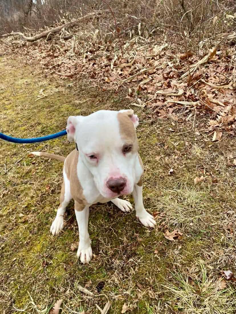 Malachi, a ADOPTABLE Pit Bull Terrier in Essex, MD image 5/5