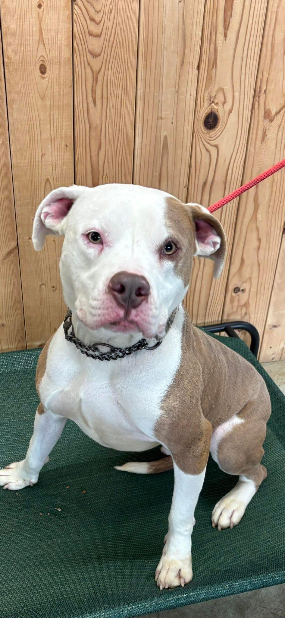 Malachi, ADOPTABLE, Young Male Pit Bull Terrier.