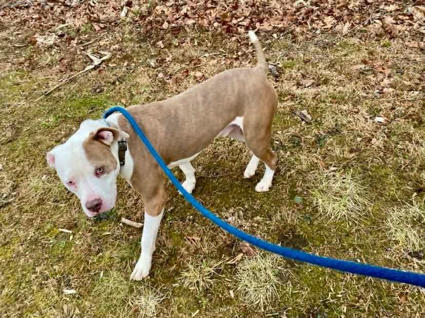 Malachi, a ADOPTABLE Pit Bull Terrier in Essex, MD image 4/5