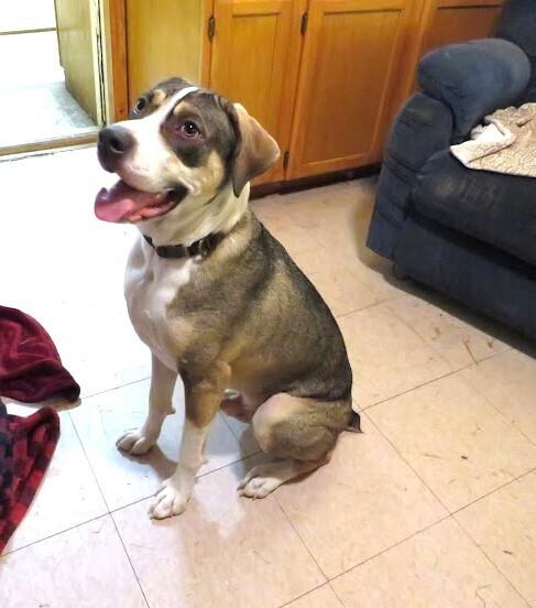 Cruze, Adoptable, Adult Male Catahoula Leopard Dog & Mixed Breed.