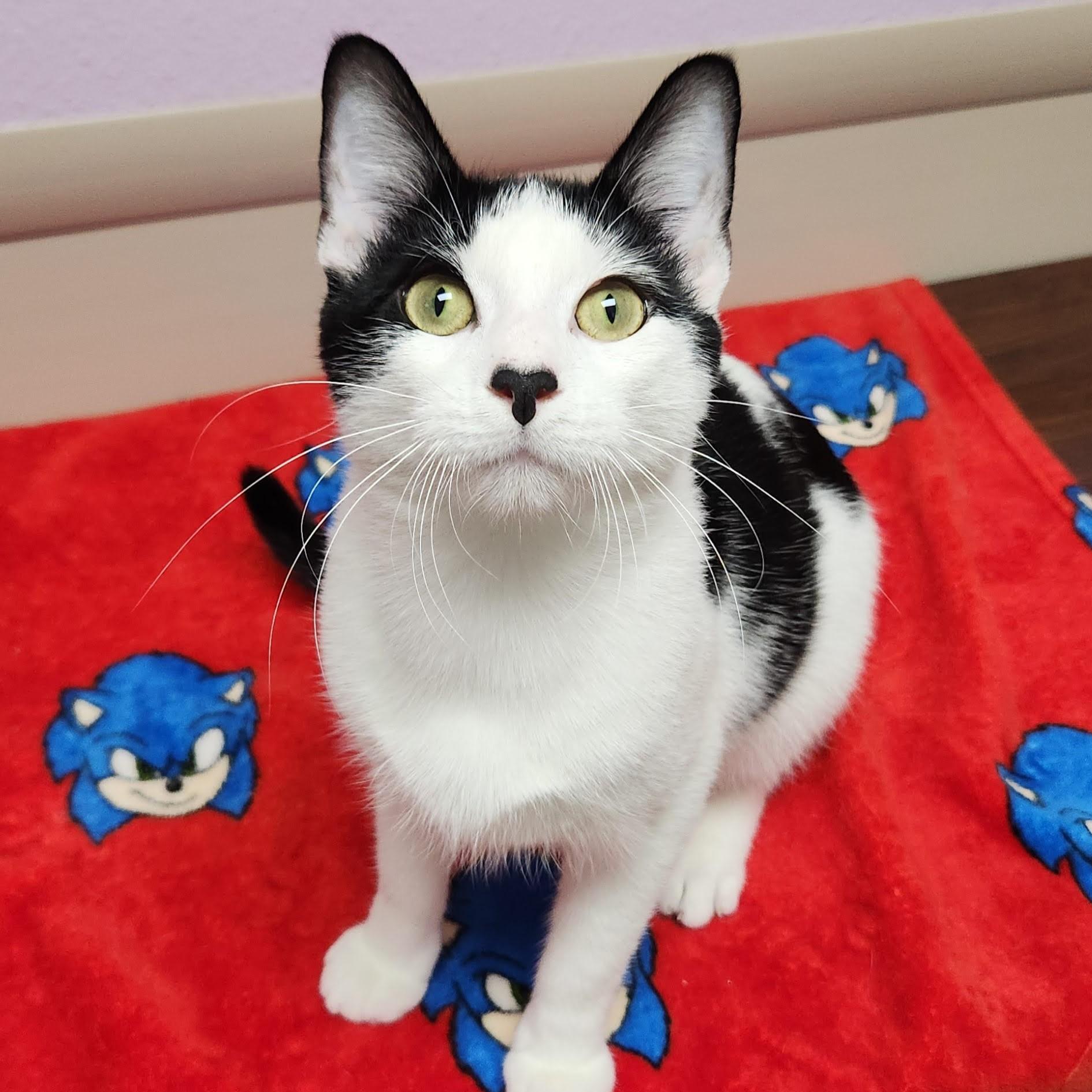 Mario, Adoptable, Adult Male Domestic Short Hair.
