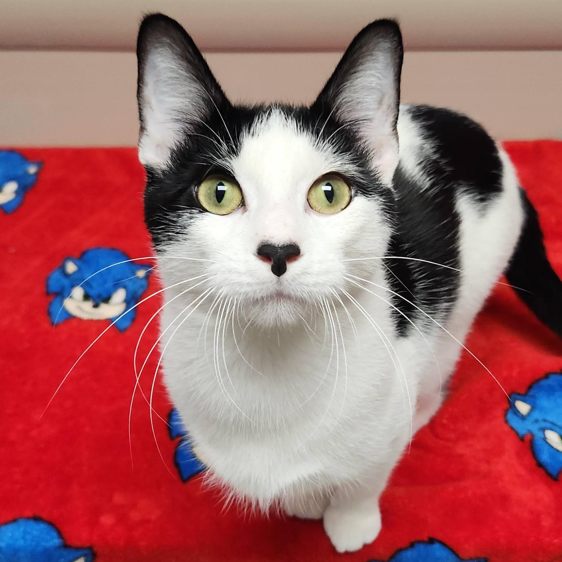 Enlarge Mario, a Adoptable Domestic Short Hair in Marshfield, WI image 4/6