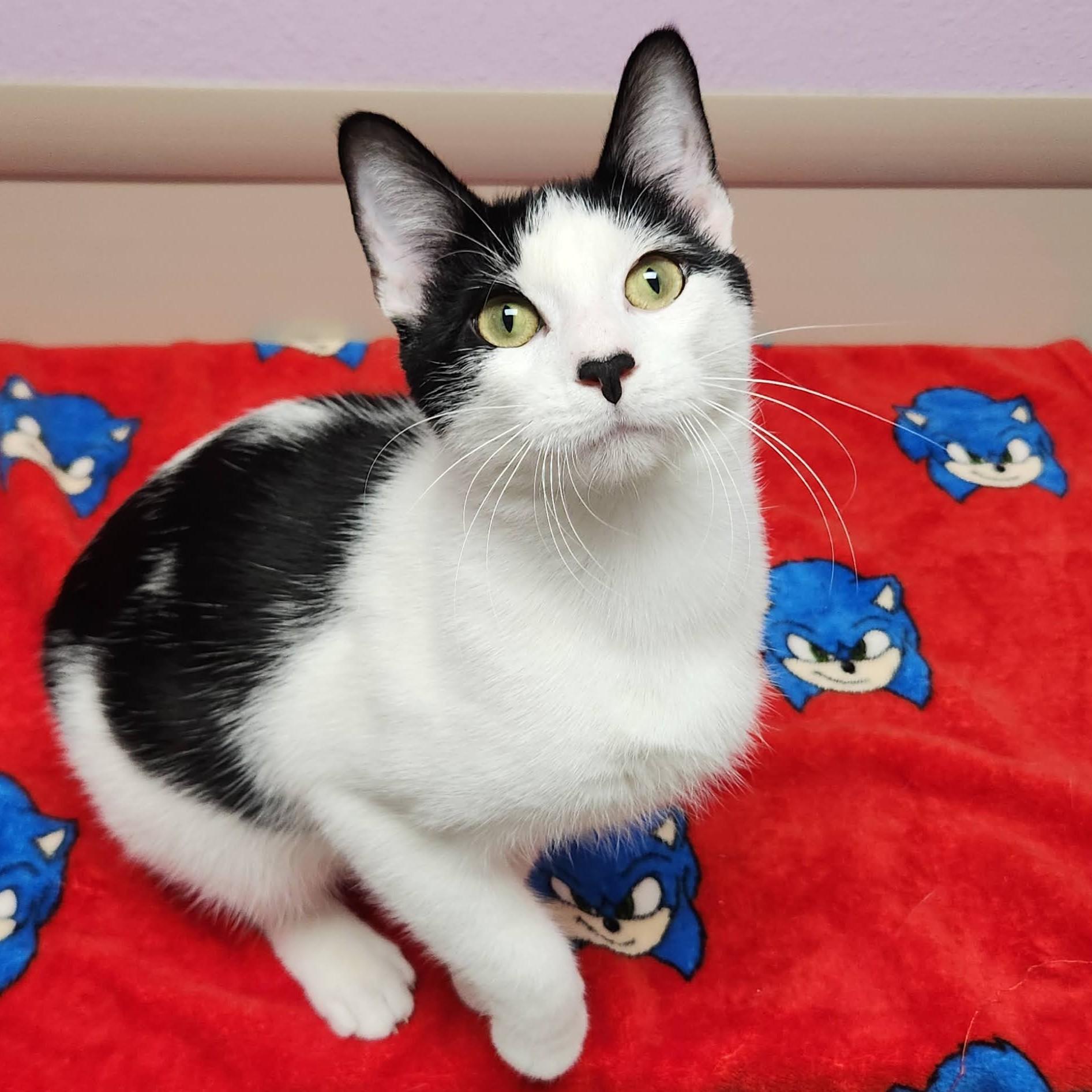 Enlarge Mario, a Adoptable Domestic Short Hair in Marshfield, WI image 5/6