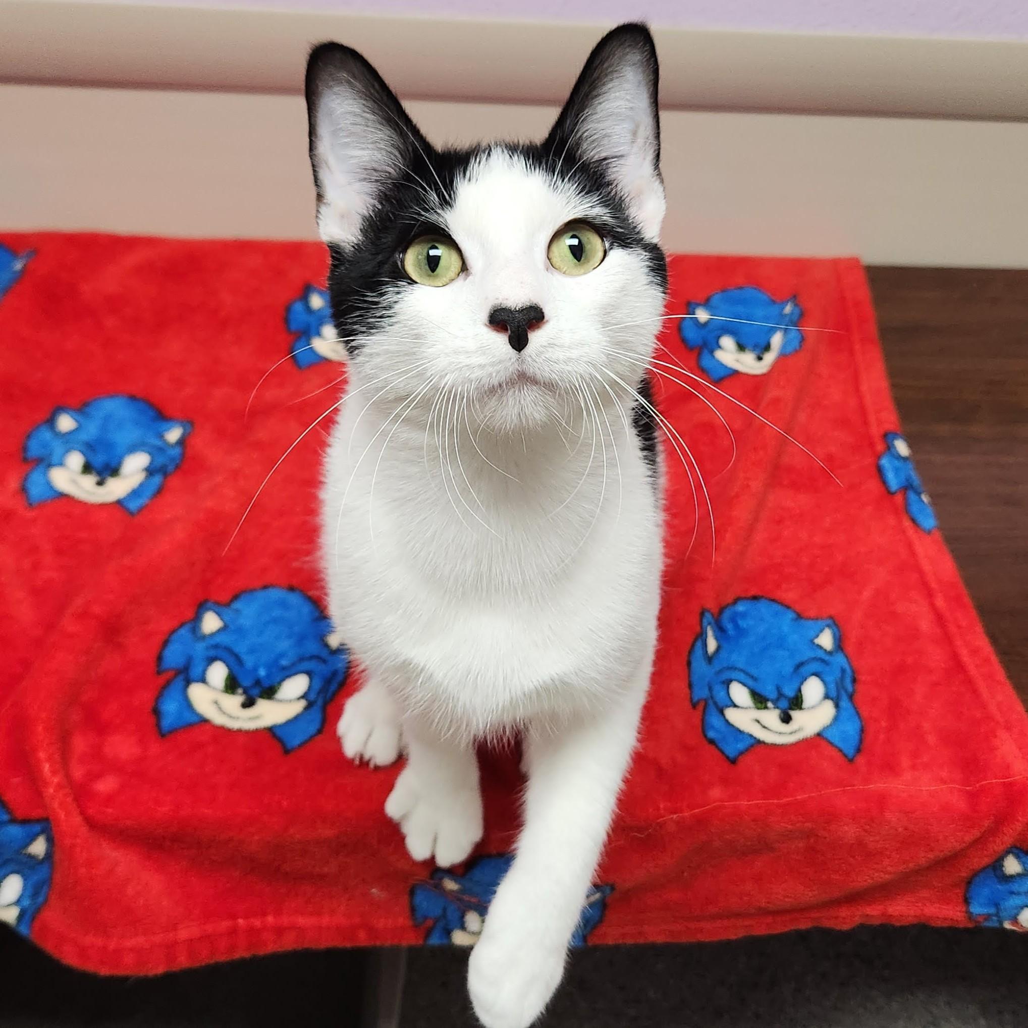 Enlarge Mario, a Adoptable Domestic Short Hair in Marshfield, WI image 3/6