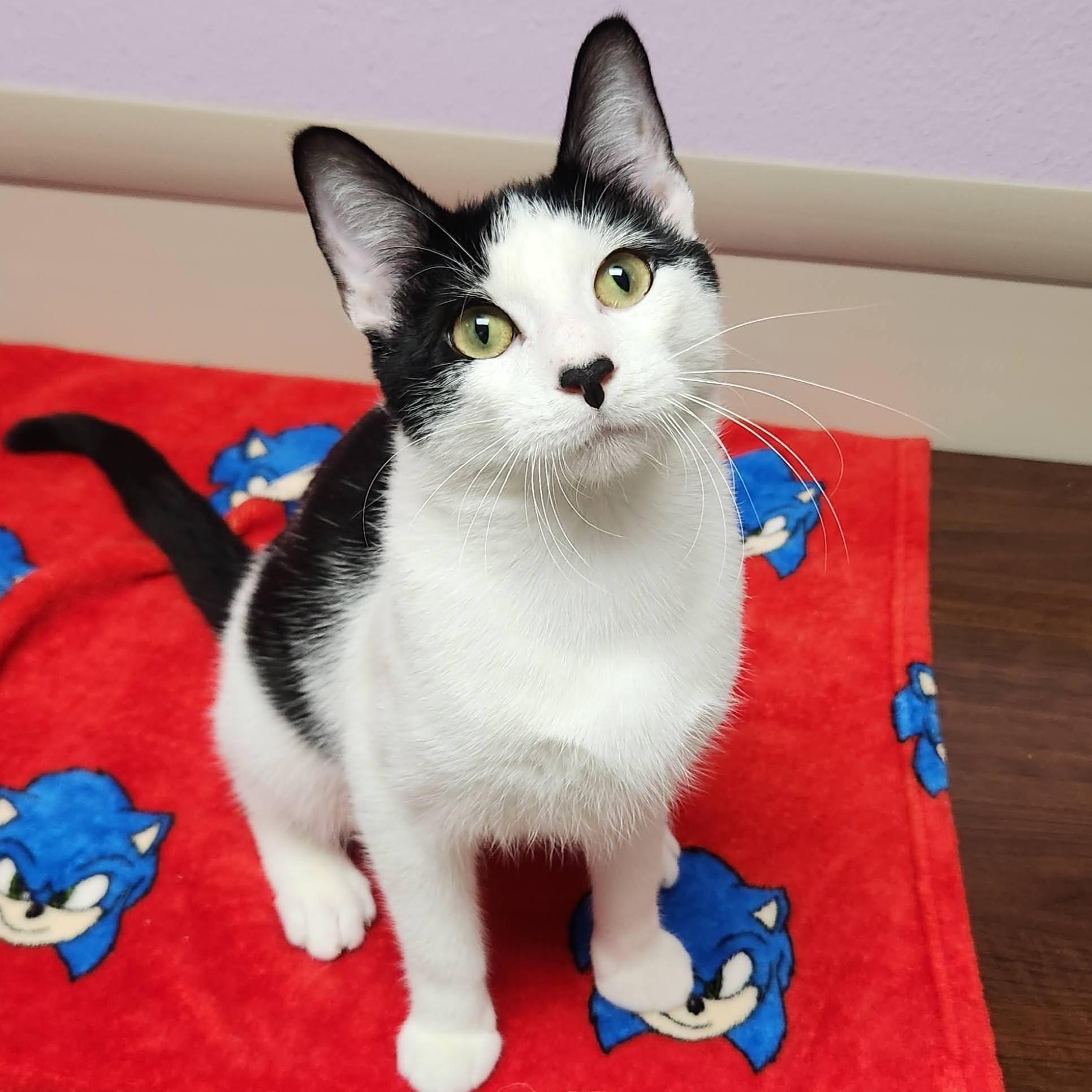 Enlarge Mario, a Adoptable Domestic Short Hair in Marshfield, WI image 2/6