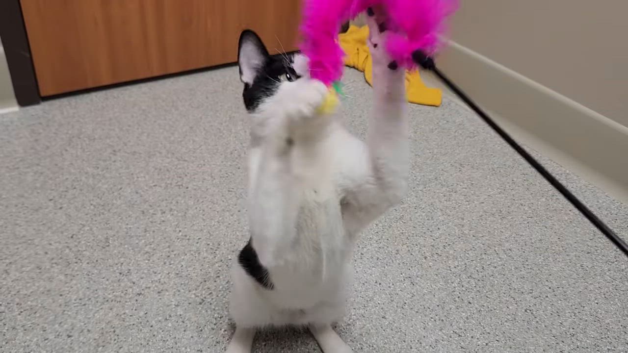 Enlarge Mario, a Adoptable Domestic Short Hair in Marshfield, WI video 6/6