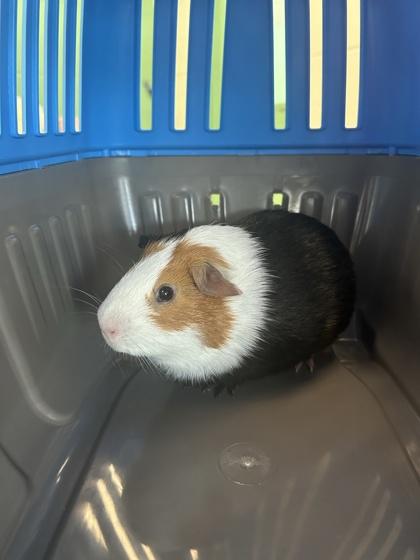 Fred, Adoptable, Adult Male Guinea Pig & Guinea Pig.