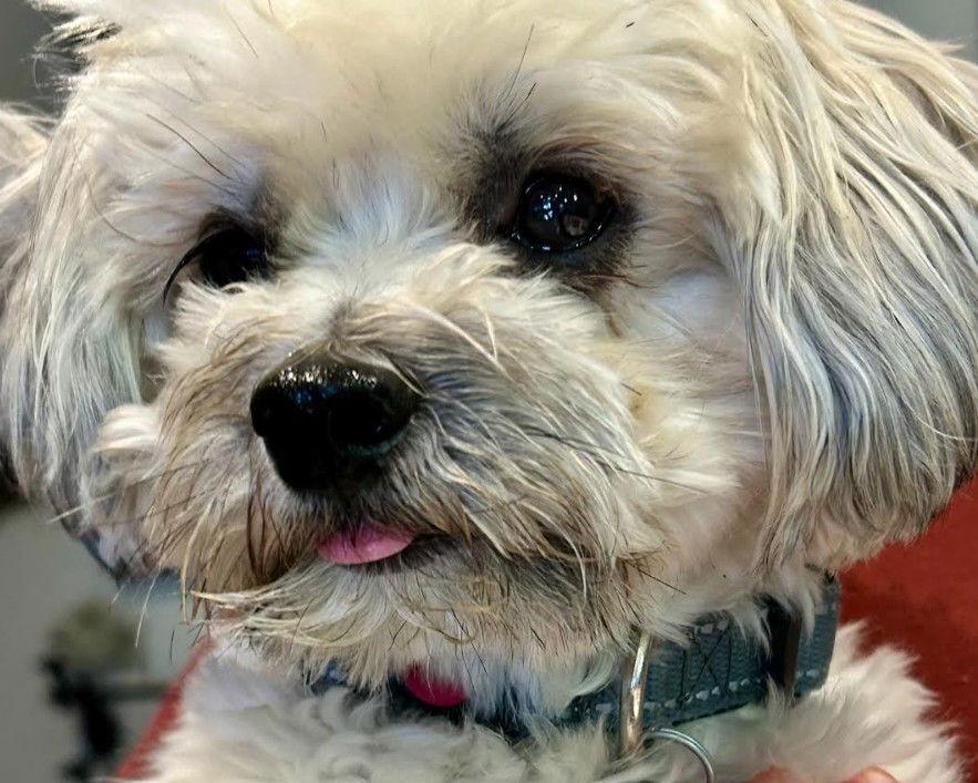 Enlarge Teddy, a Adopted mixed breed in San Diego, CA image 1/3