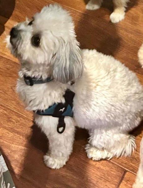 Enlarge Teddy, a Adopted mixed breed in San Diego, CA image 2/3