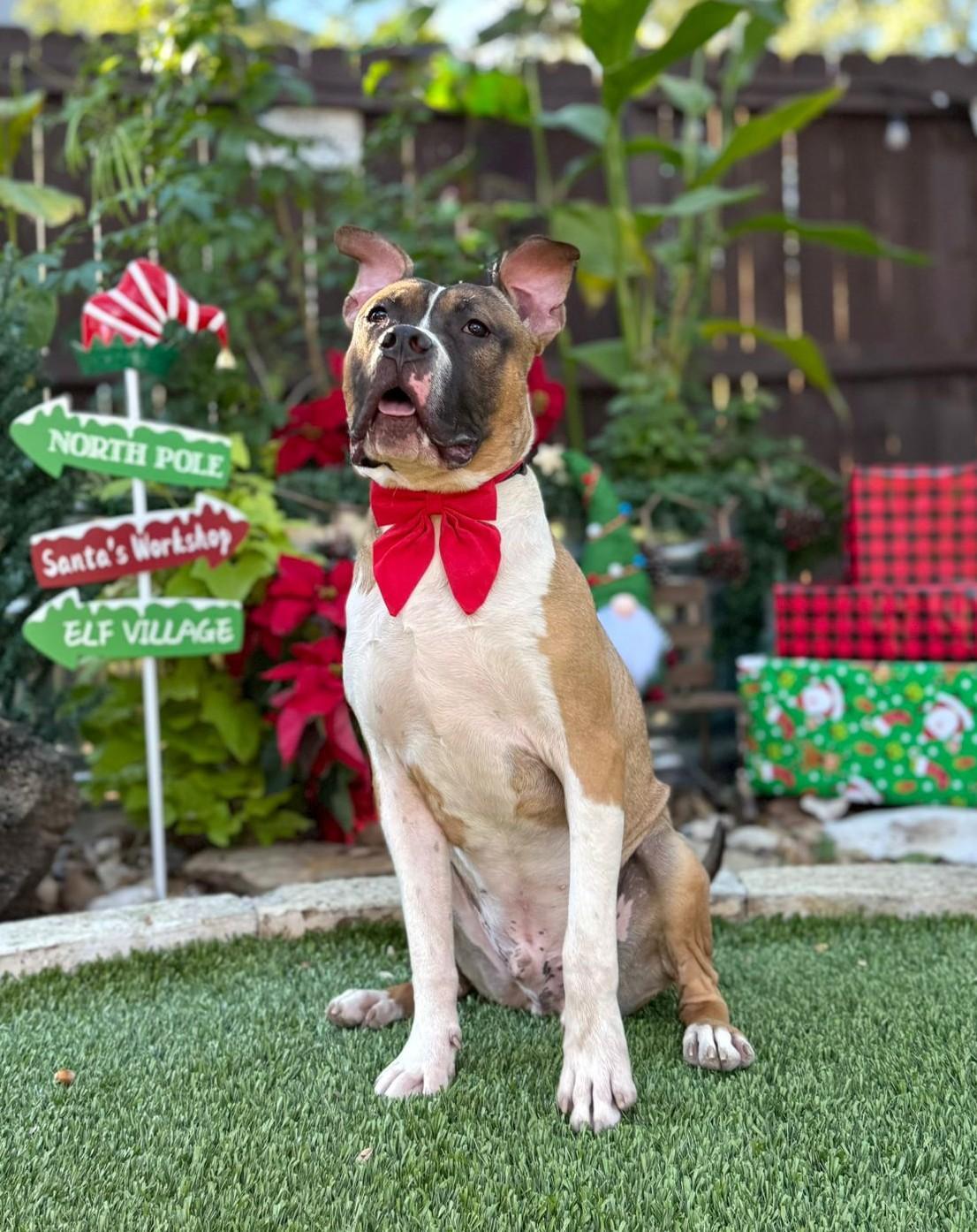 Tank, a ADOPTABLE mixed breed in Southport, CT image 4/5