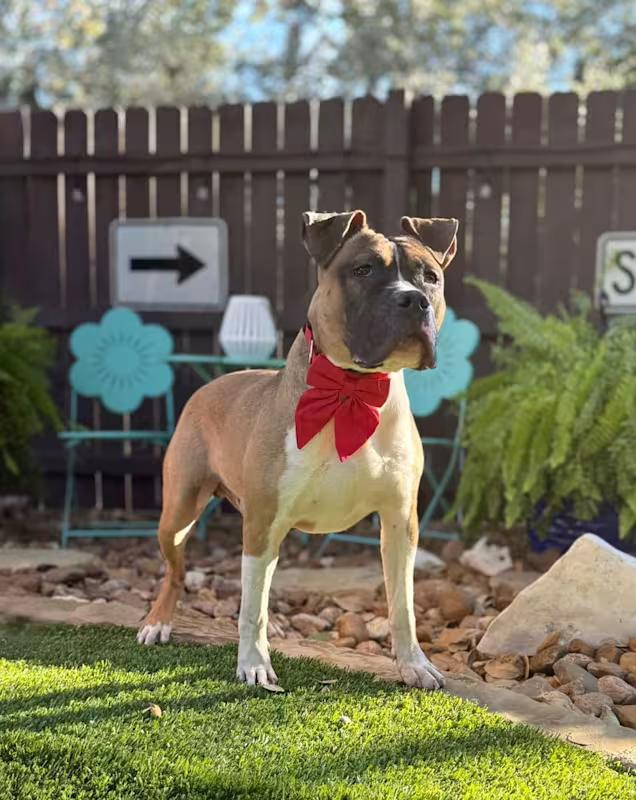 Tank, a ADOPTABLE mixed breed in Southport, CT image 3/5