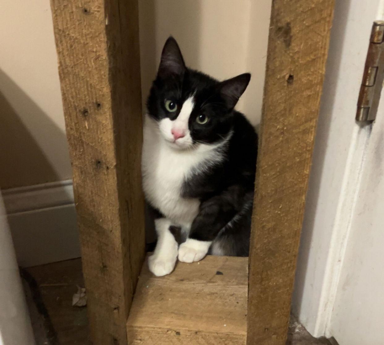 Enlarge Pierce, a Adoptable Domestic Short Hair in Minneapolis, MN image 2/2