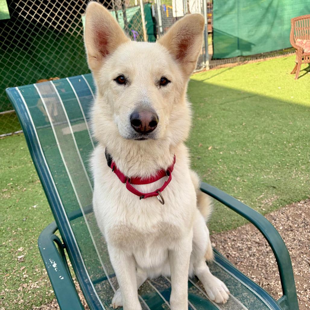 Mack, Adoptable, Adult Male German Shepherd Dog & Husky.