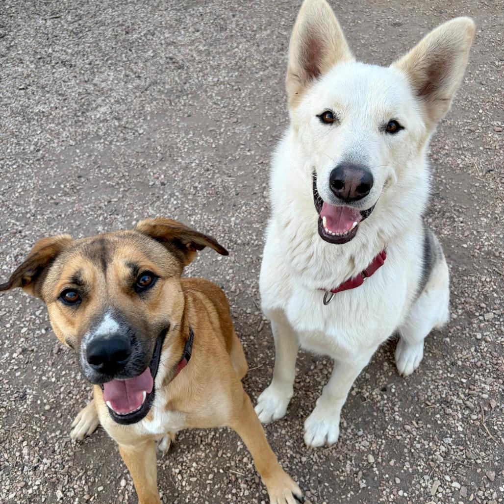 Mack, Adoptable, Adult Male German Shepherd Dog & Husky.