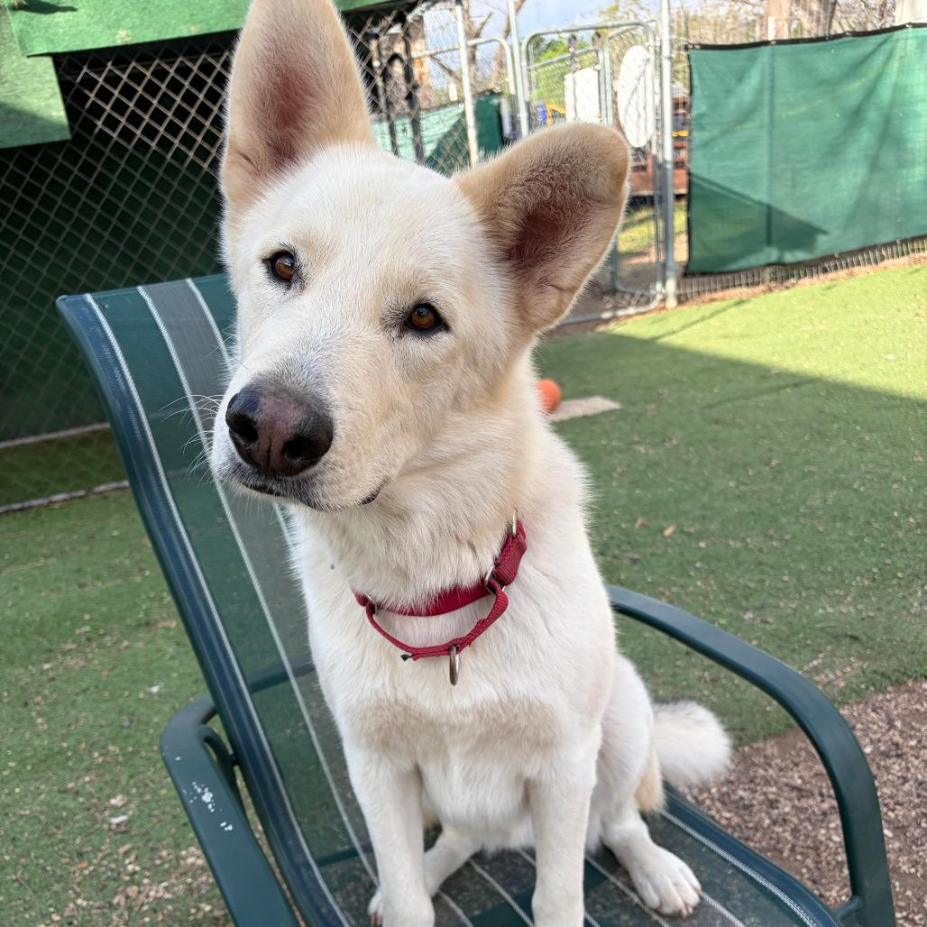 Enlarge Mack, a Adoptable mixed breed in Kerrville, TX image 3/6