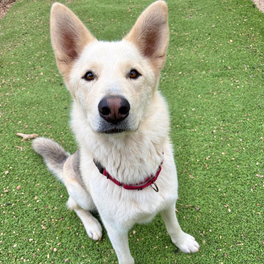 Mack, Adoptable, Adult Male German Shepherd Dog & Husky.