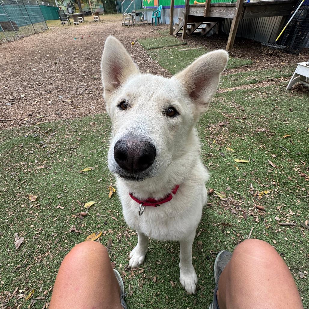 Enlarge Mack, a Adoptable mixed breed in Kerrville, TX image 4/6