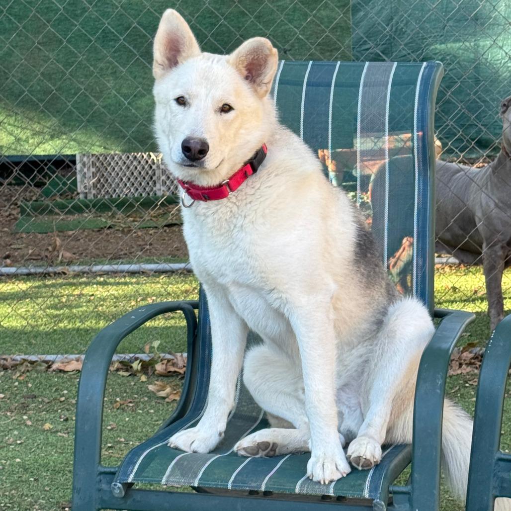 Enlarge Mack, a Adoptable mixed breed in Kerrville, TX image 5/6