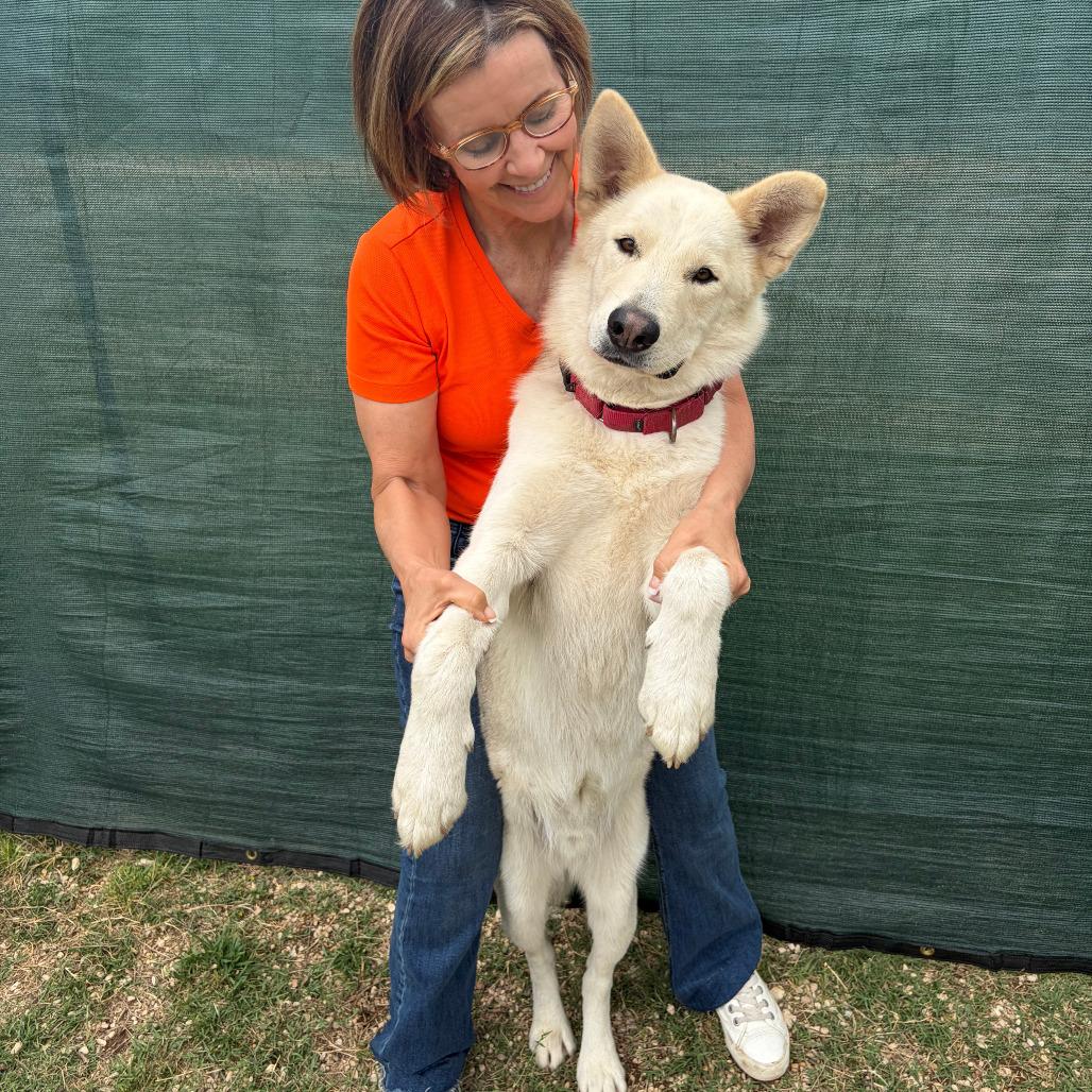 Enlarge Mack, a Adoptable mixed breed in Kerrville, TX image 6/6