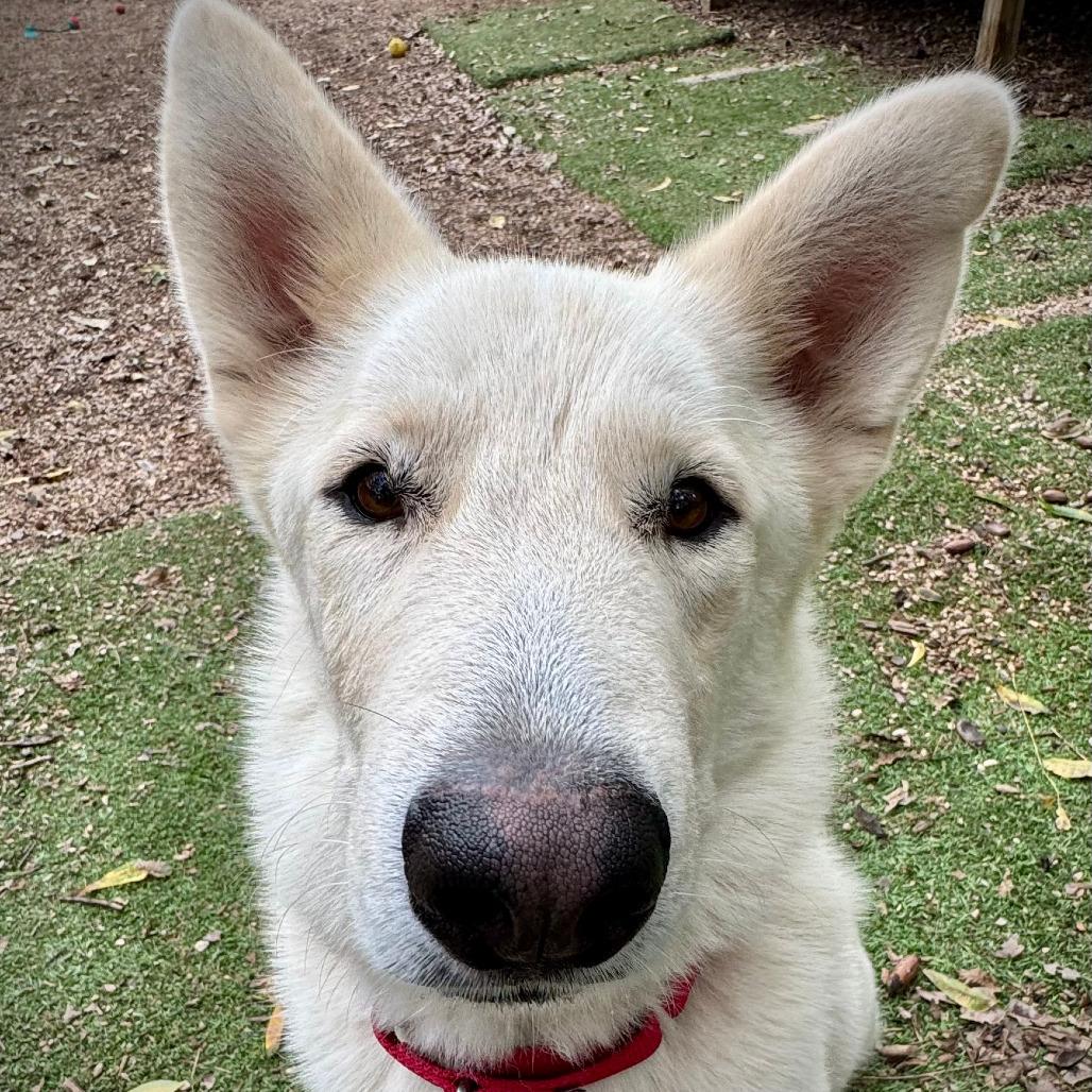 Enlarge Mack, a Adoptable mixed breed in Kerrville, TX image 6/6