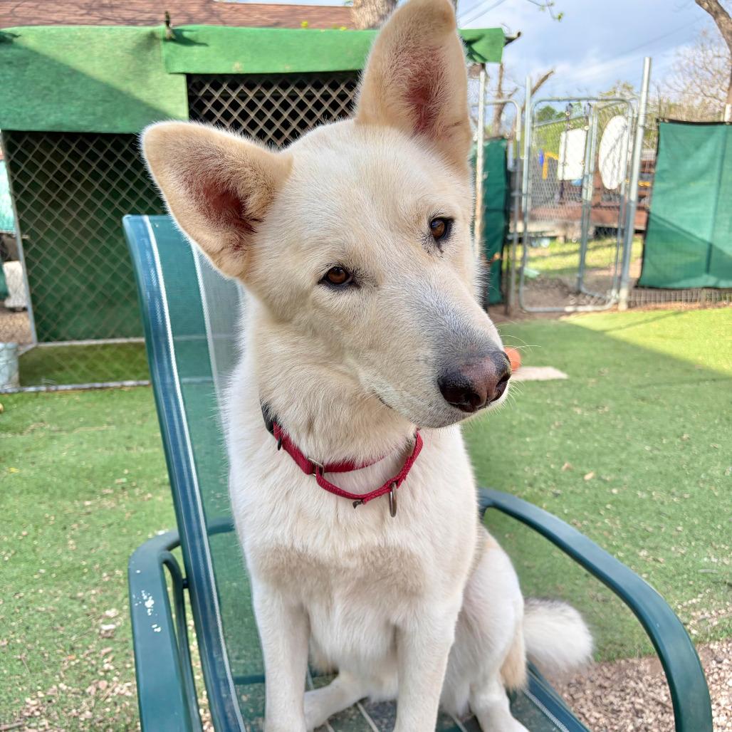 Enlarge Mack, a Adoptable mixed breed in Kerrville, TX image 6/6