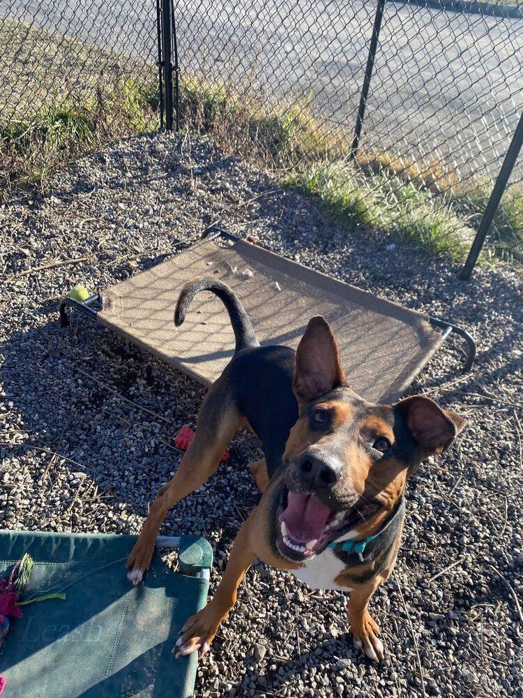 Duke, Adoptable, Adult Male Hound & Shepherd.