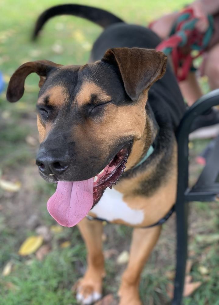 Enlarge Duke, a Adoptable mixed breed in Elmsford, NY image 2/5