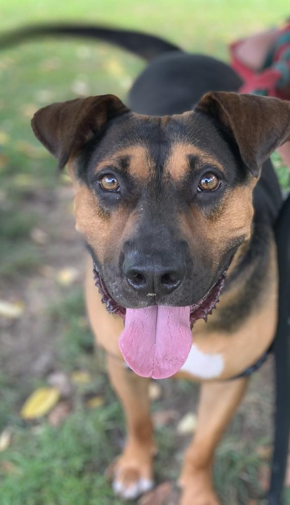 Enlarge Duke, a Adoptable mixed breed in Elmsford, NY image 3/5