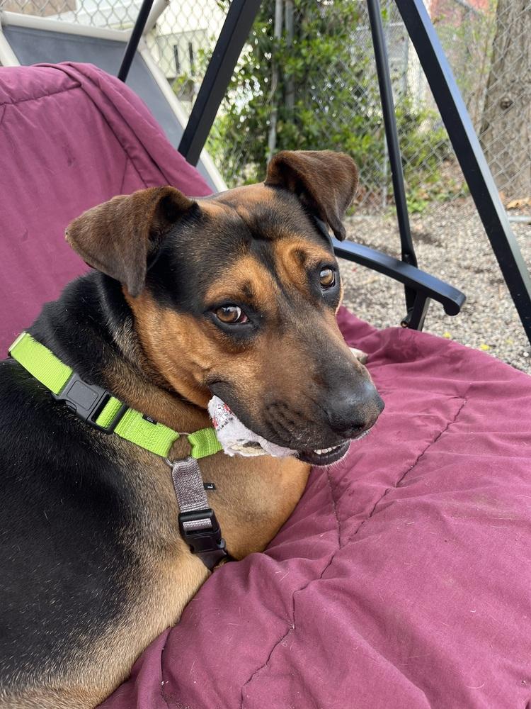 Enlarge Duke, a Adoptable mixed breed in Elmsford, NY image 4/5