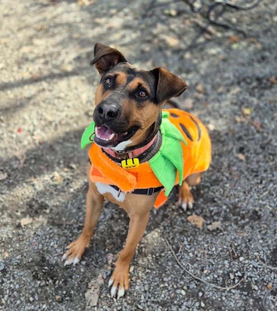 Enlarge Duke, a Adoptable mixed breed in Elmsford, NY image 5/5