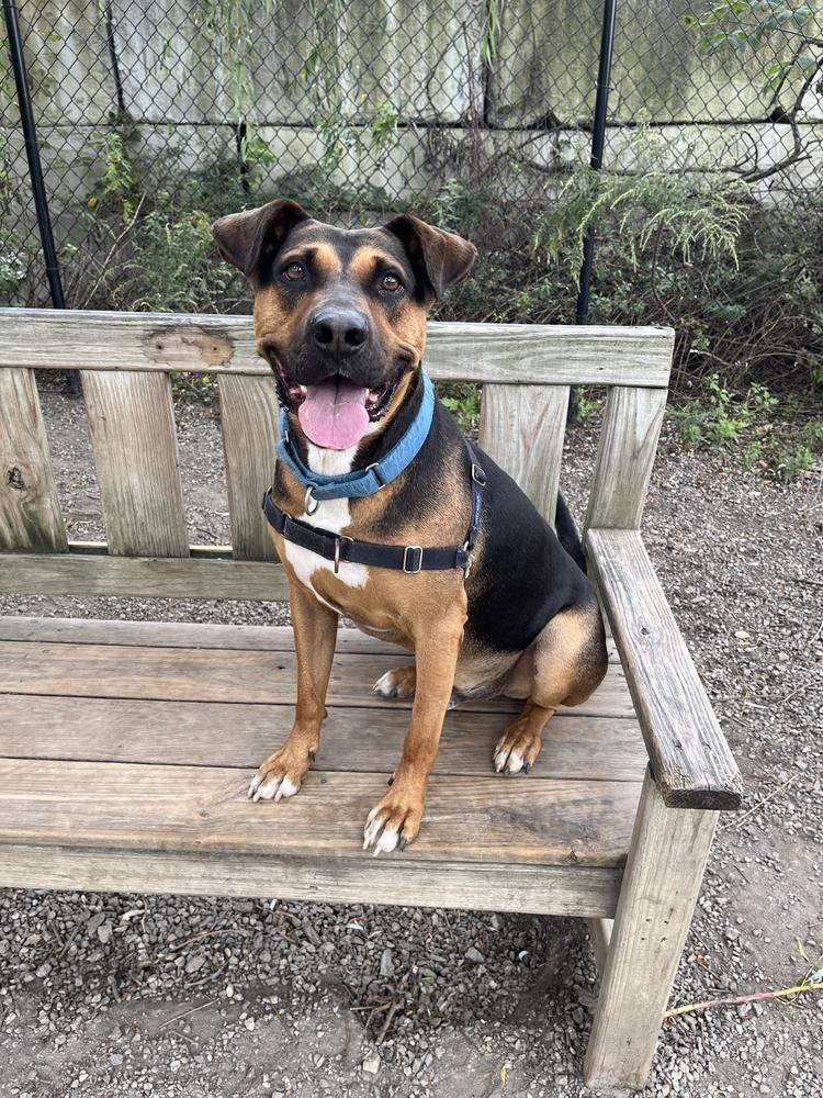 Enlarge Duke, a Adoptable mixed breed in Elmsford, NY image 6/6