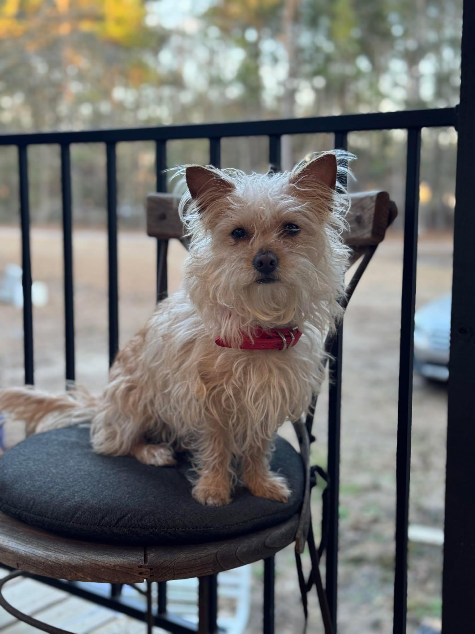 Rizzy, a Adoptable Terrier in Mount Pleasant, SC image 2/3