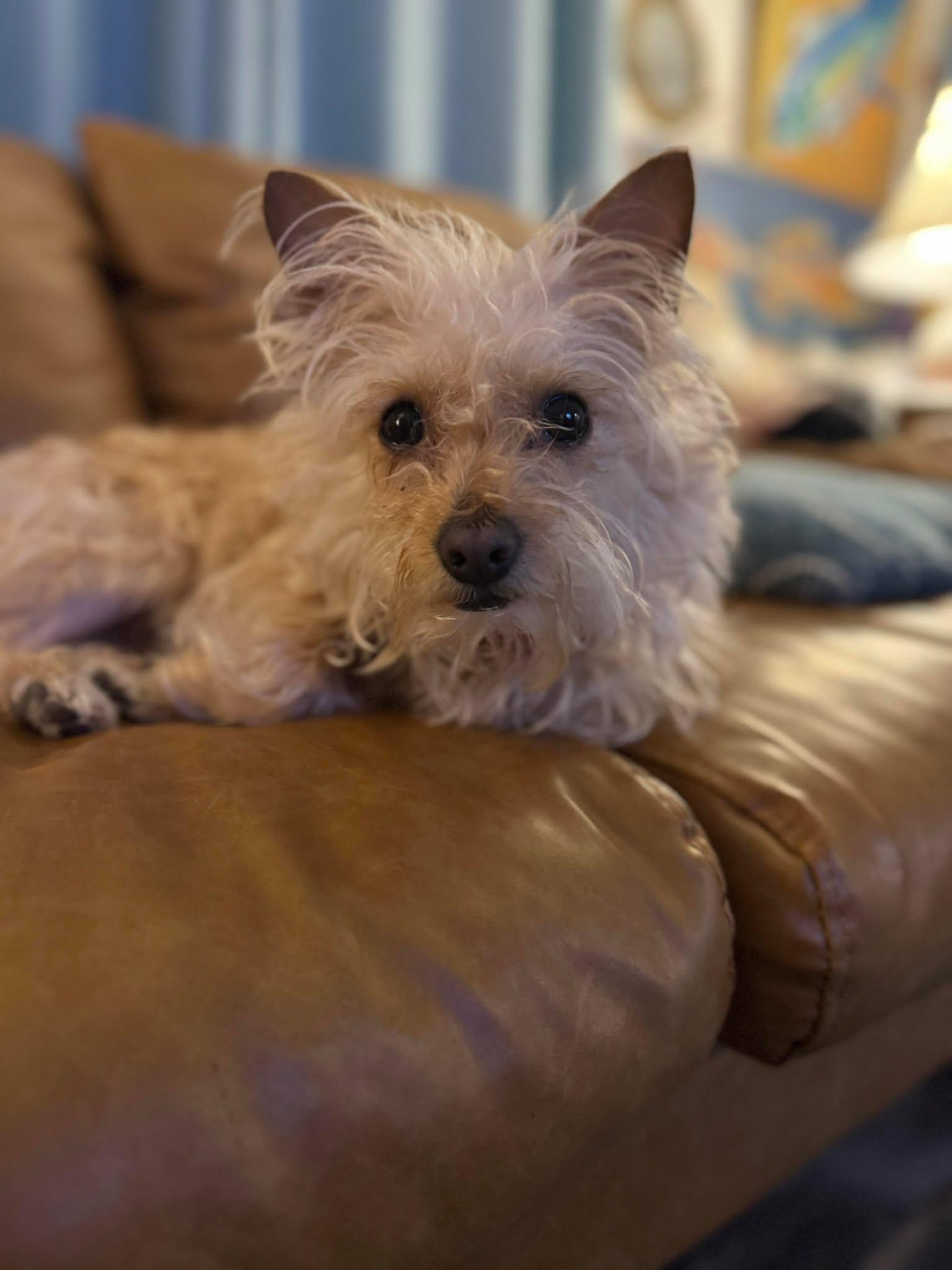 Rizzy, a Adoptable Terrier in Mount Pleasant, SC image 3/3