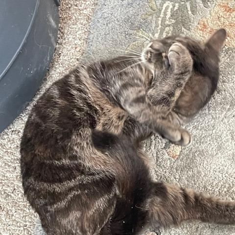 Freya, Adoptable, Young Female Domestic Short Hair.