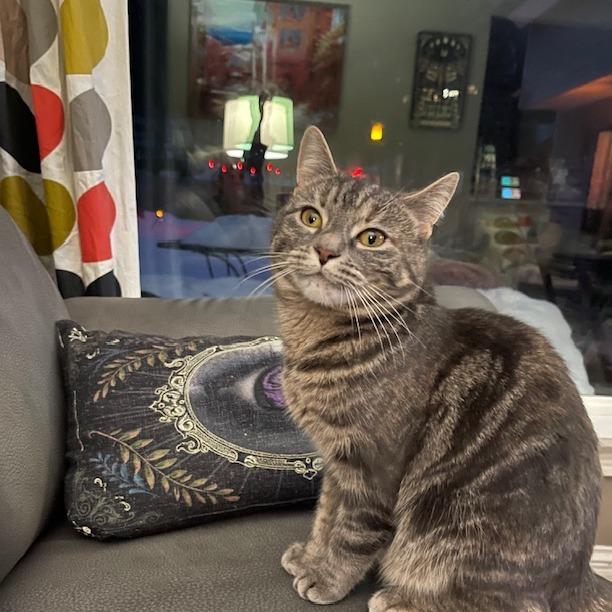 Enlarge Freya, a Adoptable Domestic Short Hair in Wakefield, MA image 2/2