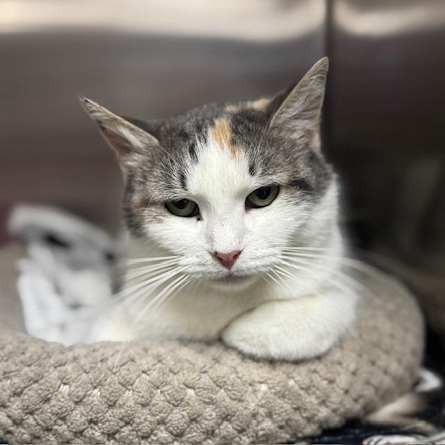 Alice, Adoptable, Adult Female Domestic Short Hair.