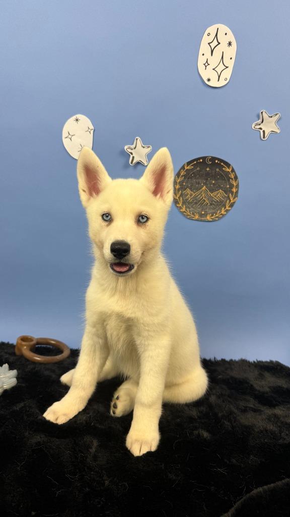 Morrigan, Adoptable, Puppy Female German Shepherd Dog & Husky.
