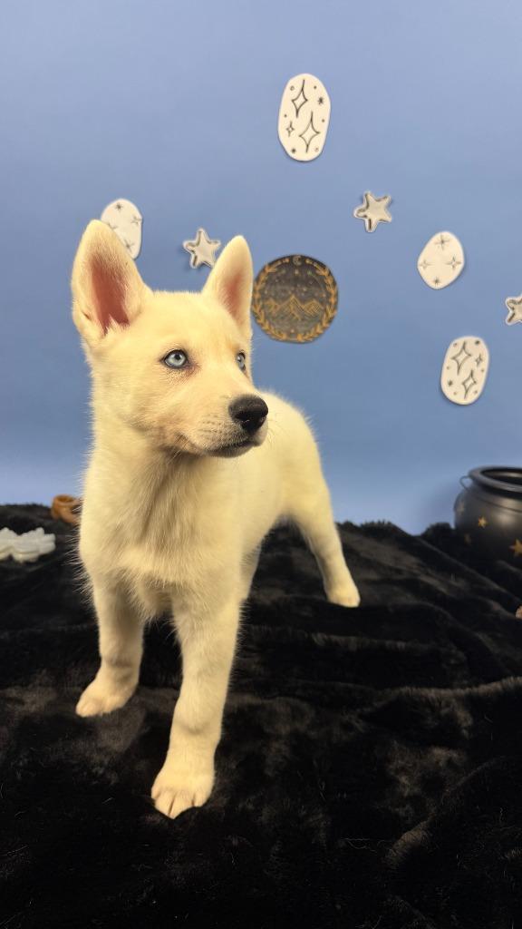 Enlarge Morrigan, a Adoptable mixed breed in Phoenix, AZ image 2/6