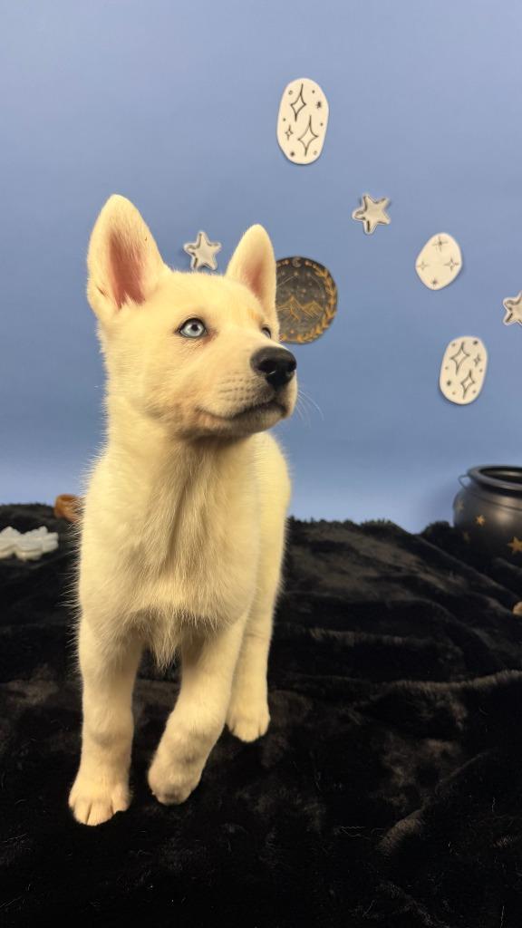Enlarge Morrigan, a Adoptable mixed breed in Phoenix, AZ image 3/6