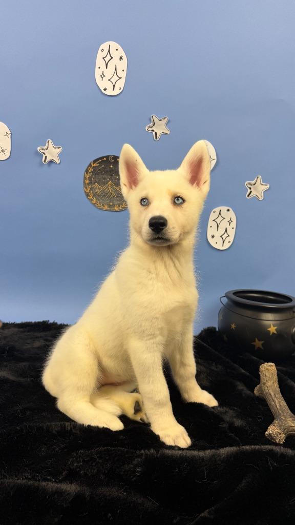 Enlarge Morrigan, a Adoptable mixed breed in Phoenix, AZ image 4/6