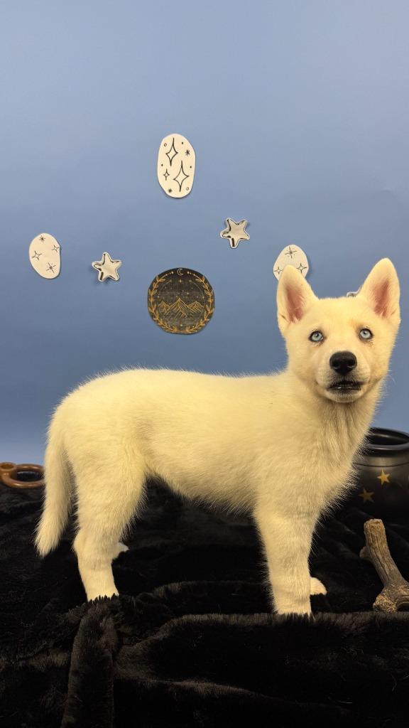 Enlarge Morrigan, a Adoptable mixed breed in Phoenix, AZ image 5/6