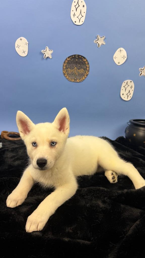 Enlarge Morrigan, a Adoptable mixed breed in Phoenix, AZ image 6/6