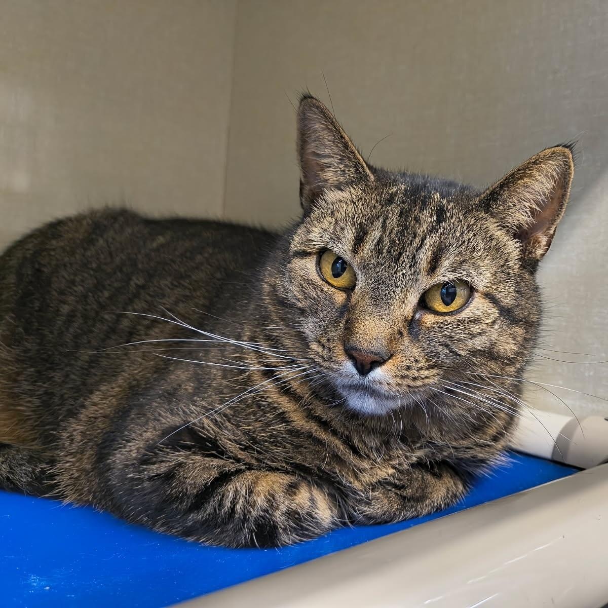 Enlarge Tigger, a ADOPTABLE mixed breed in Saint Marys, PA image 1/1