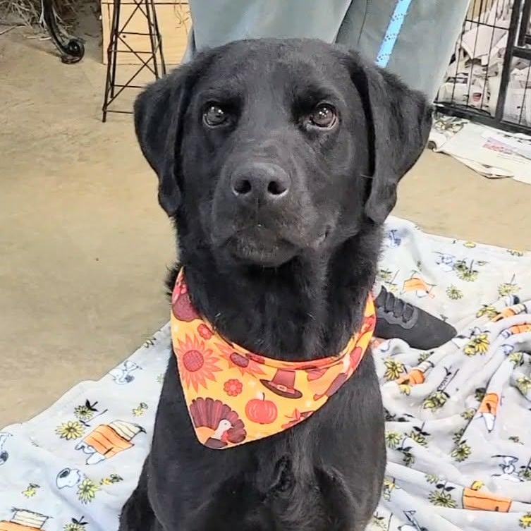 Oshe, a ADOPTABLE mixed breed in Woolwich, ME image 1/5