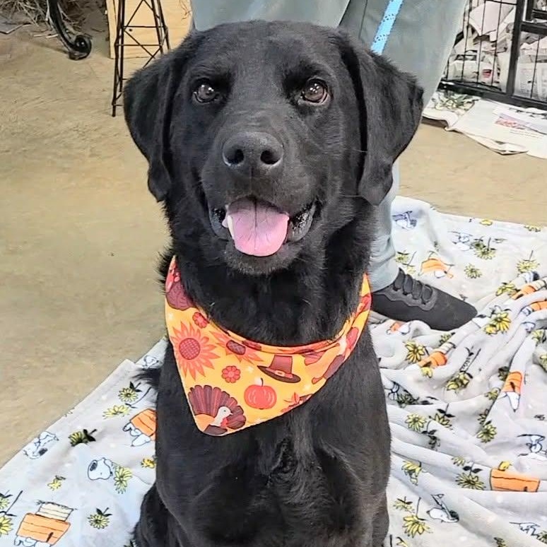 Oshe, a ADOPTABLE mixed breed in Woolwich, ME image 2/5