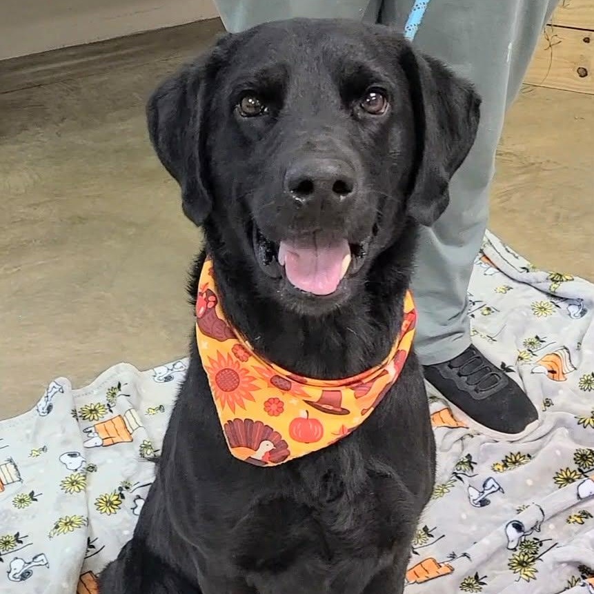 Oshe, a ADOPTABLE mixed breed in Woolwich, ME image 3/5