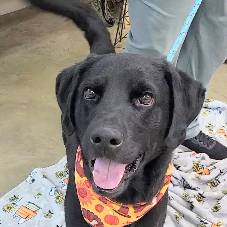 Oshe, a ADOPTABLE mixed breed in Woolwich, ME image 4/5