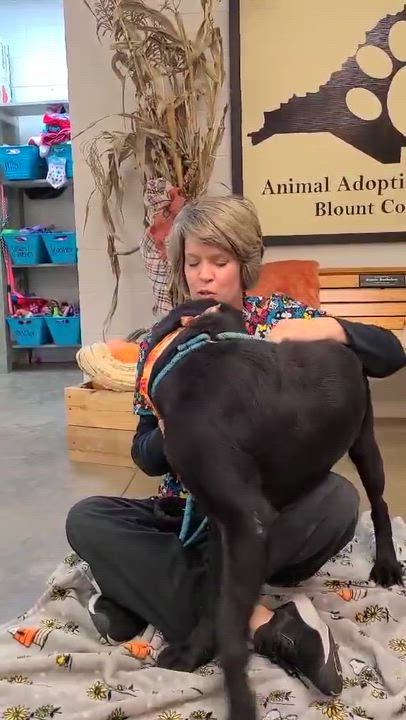 Enlarge Oshe, a ADOPTABLE mixed breed in Woolwich, ME video 5/5